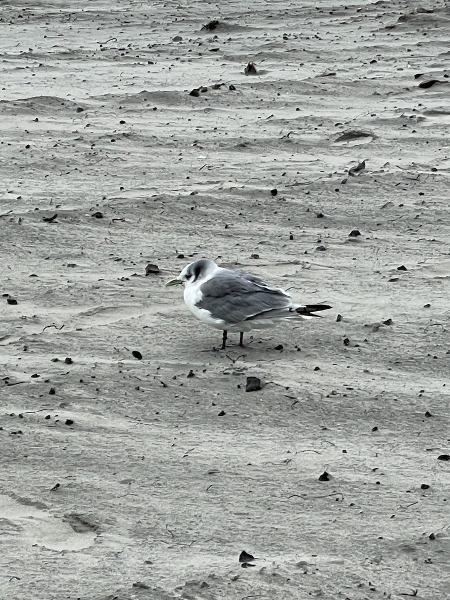 Black-legged Kittiwake - ML535265101