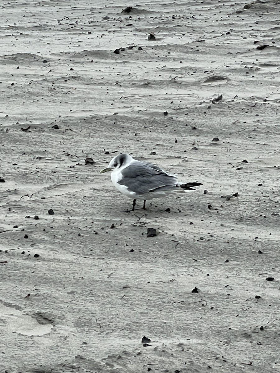 Black-legged Kittiwake - ML535265111