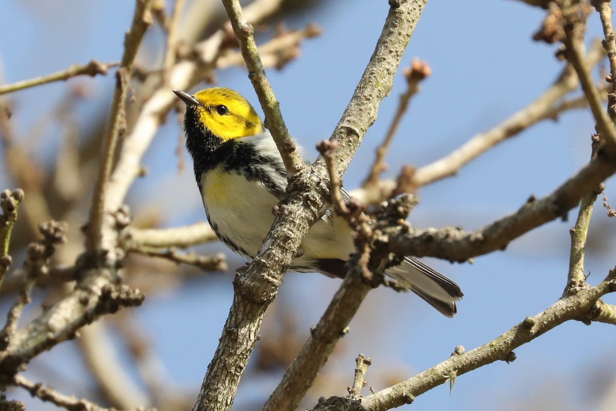 Black-throated Green Warbler - ML535265651