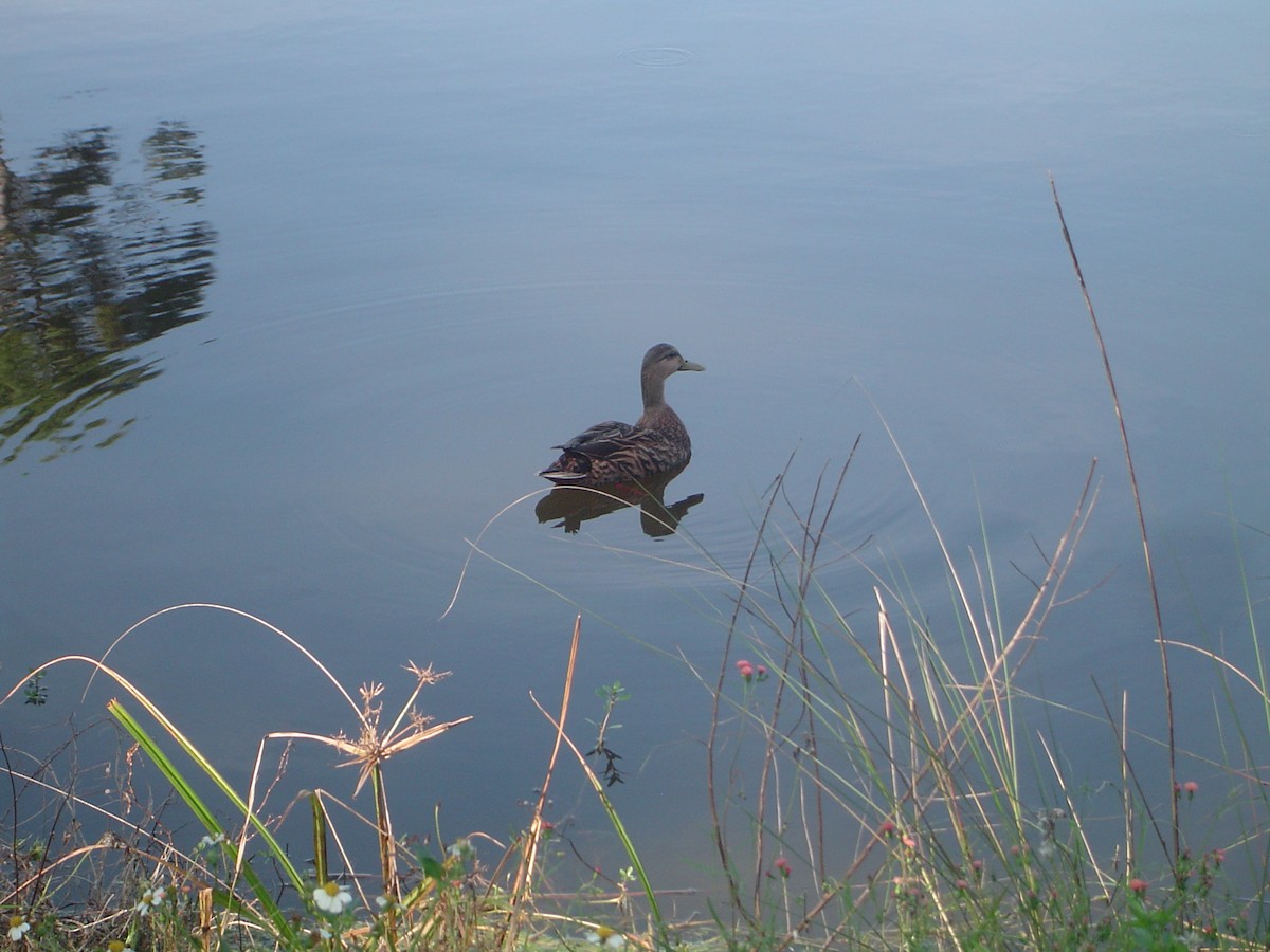 Mottled Duck - ML535266401