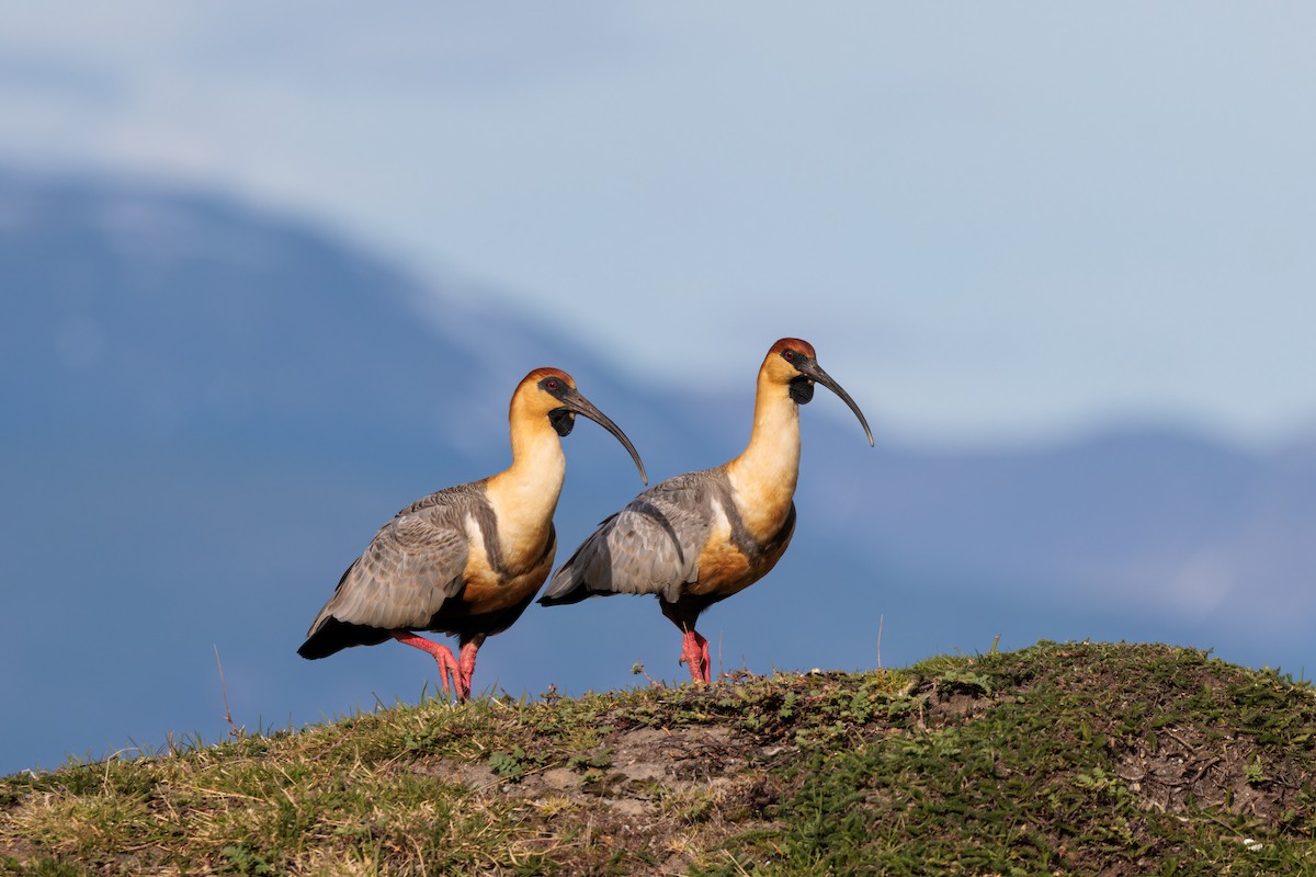 Black-faced Ibis - Nick Bonomo