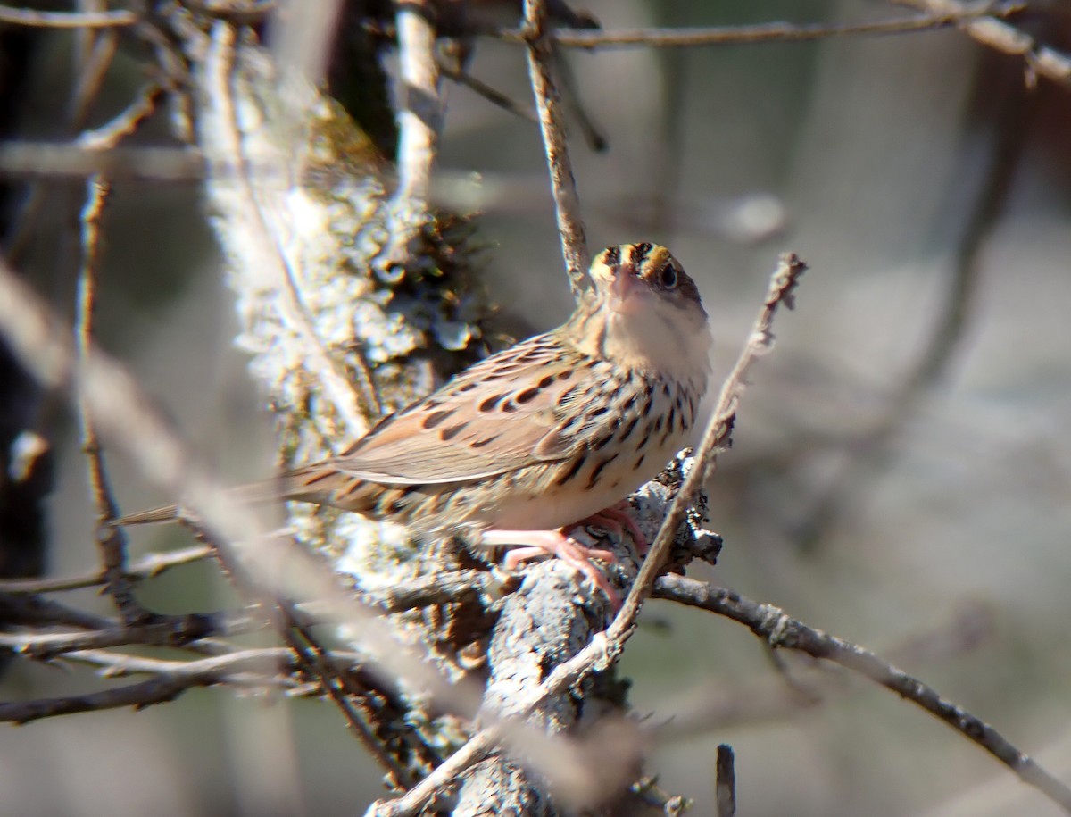 Henslow's Sparrow - Dustin Lynch