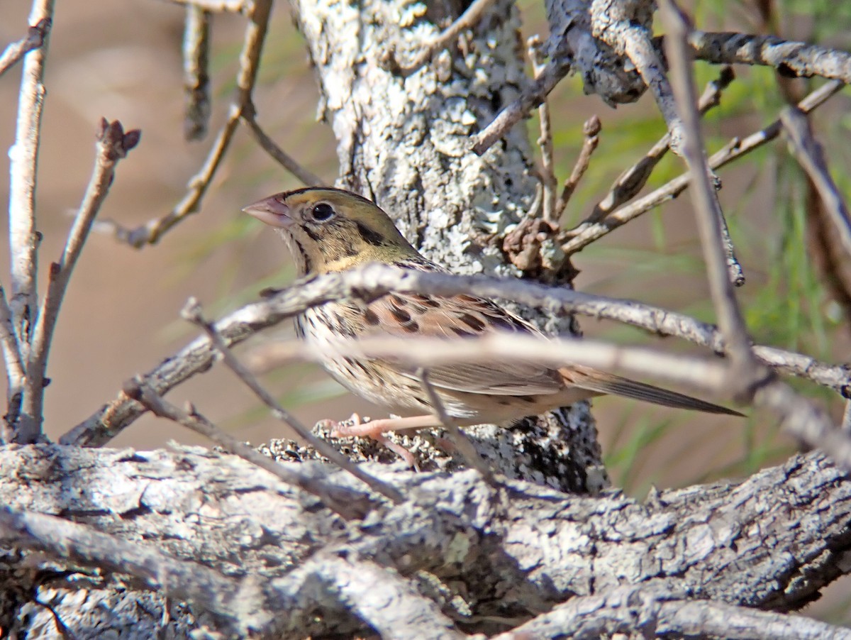 Henslow's Sparrow - ML535268781