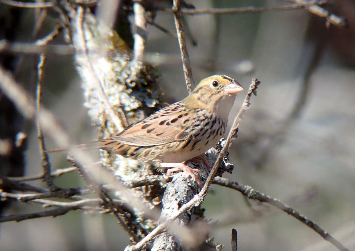 Henslow's Sparrow - ML535268801