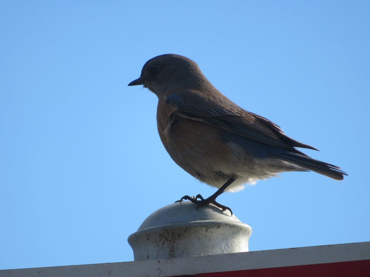 Western Bluebird - ML535269101