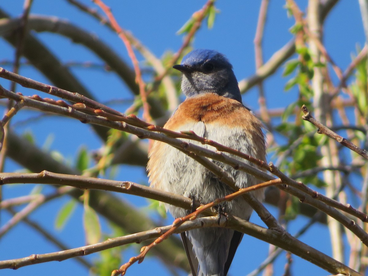 Western Bluebird - ML535269151