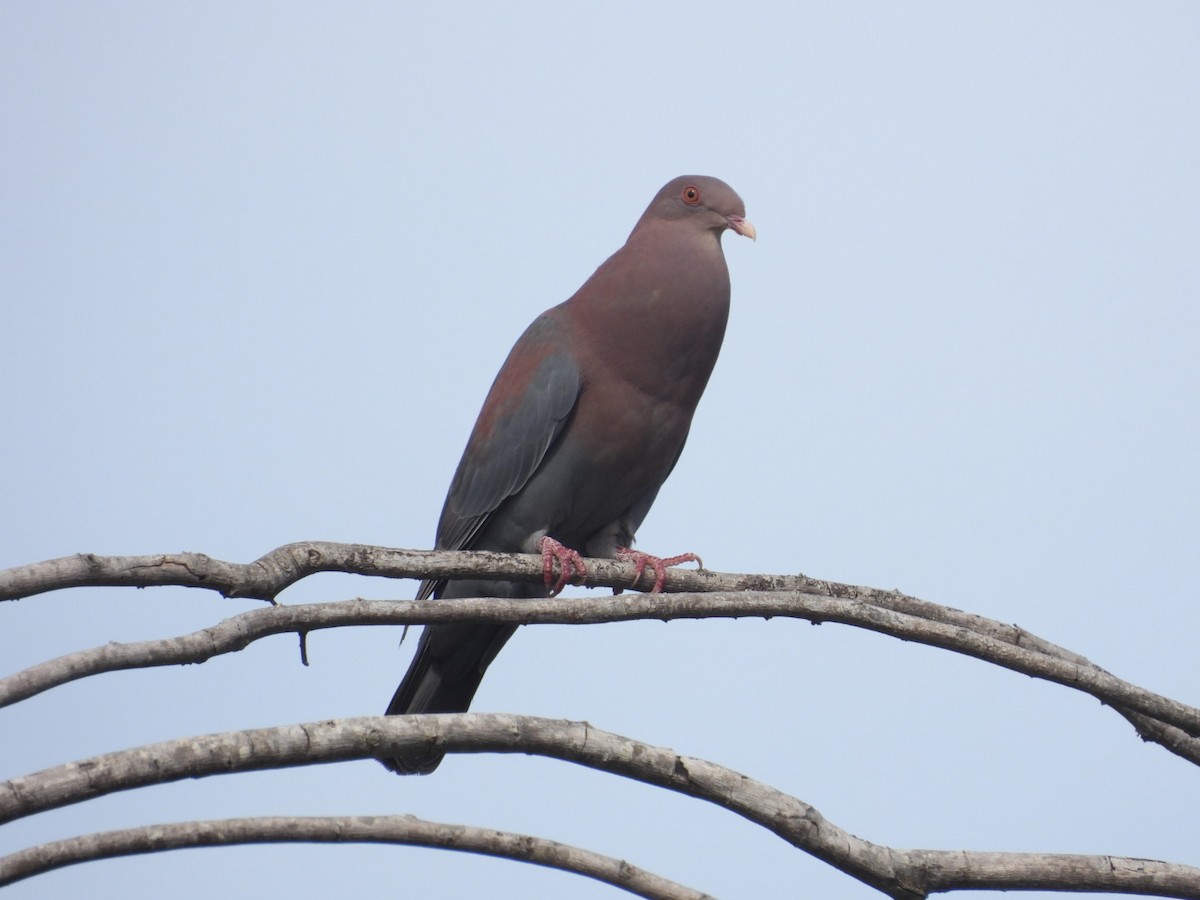 Red-billed Pigeon - william gray