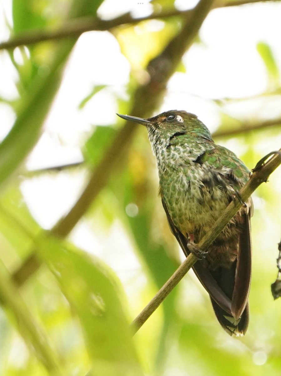 Fleckenbauchkolibri - ML535270621