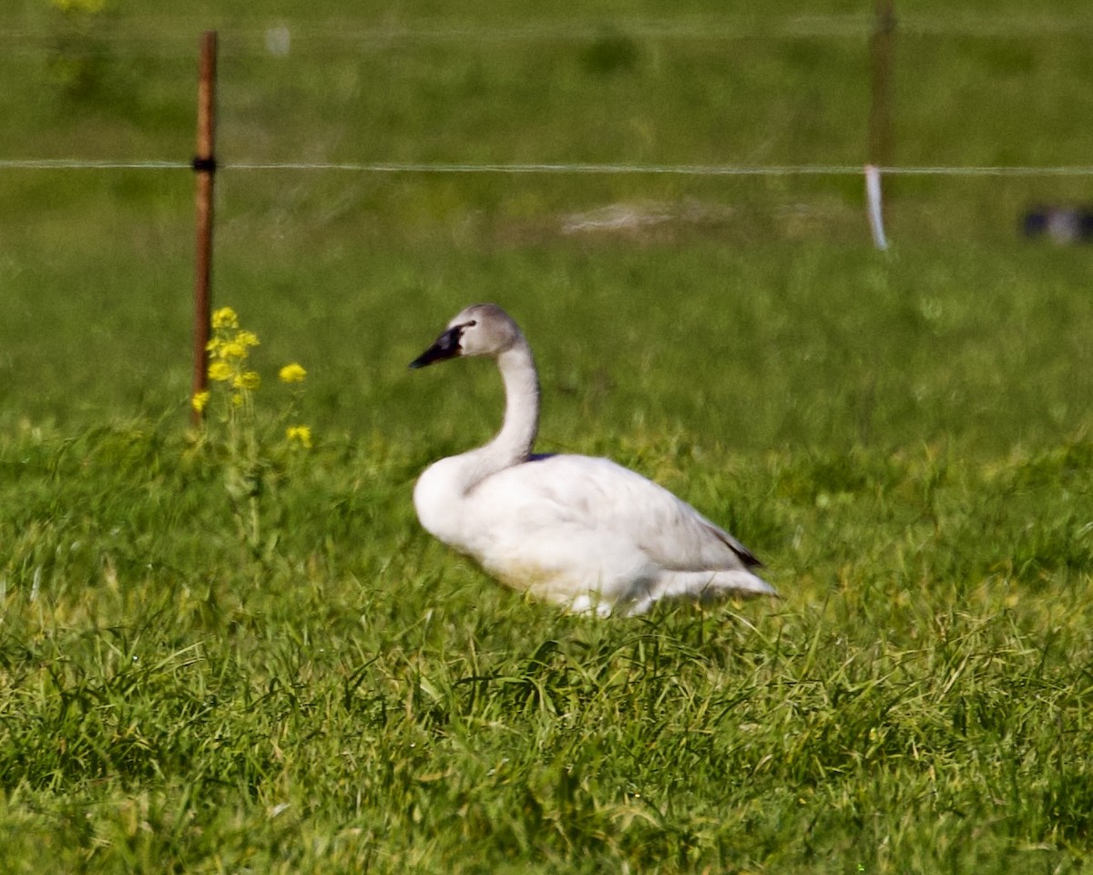 Cygne siffleur - ML535272081