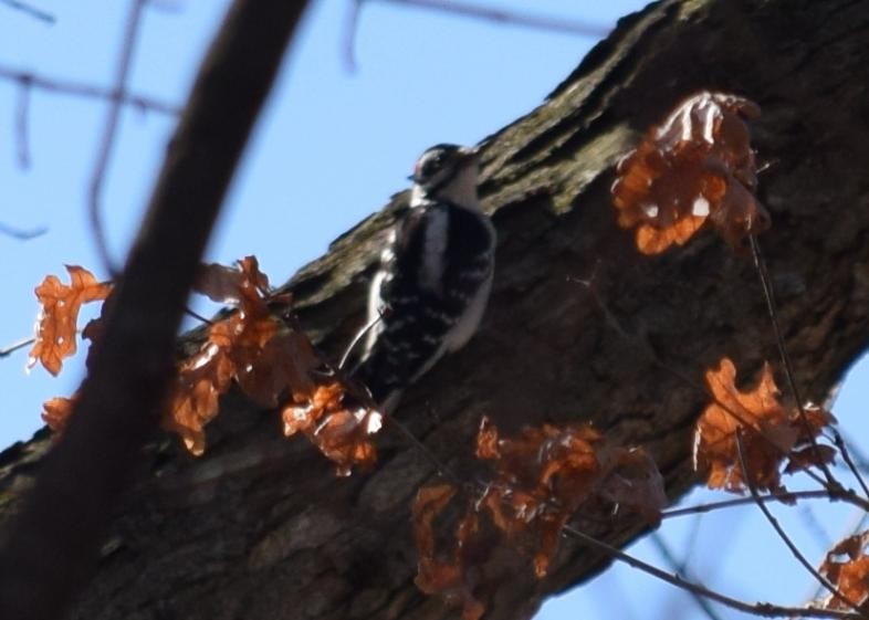 Hairy Woodpecker - ML535272161