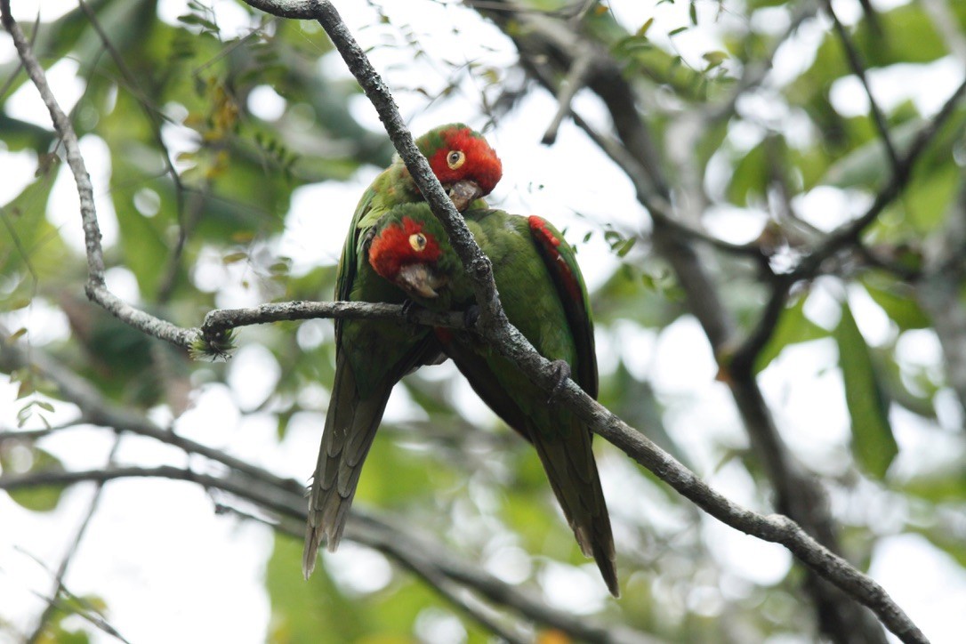 Red-masked Parakeet - ML535272421