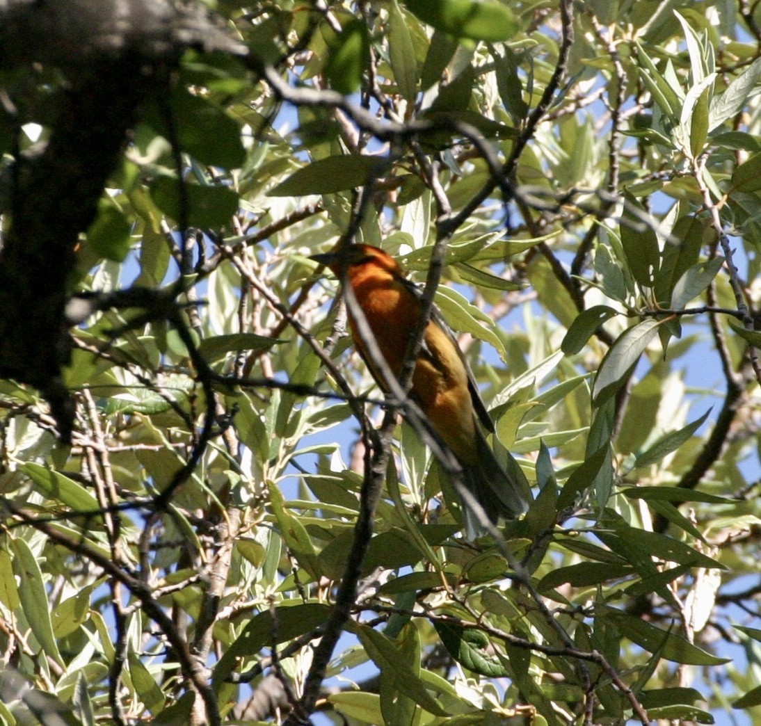 Flame-colored Tanager - ML535273121