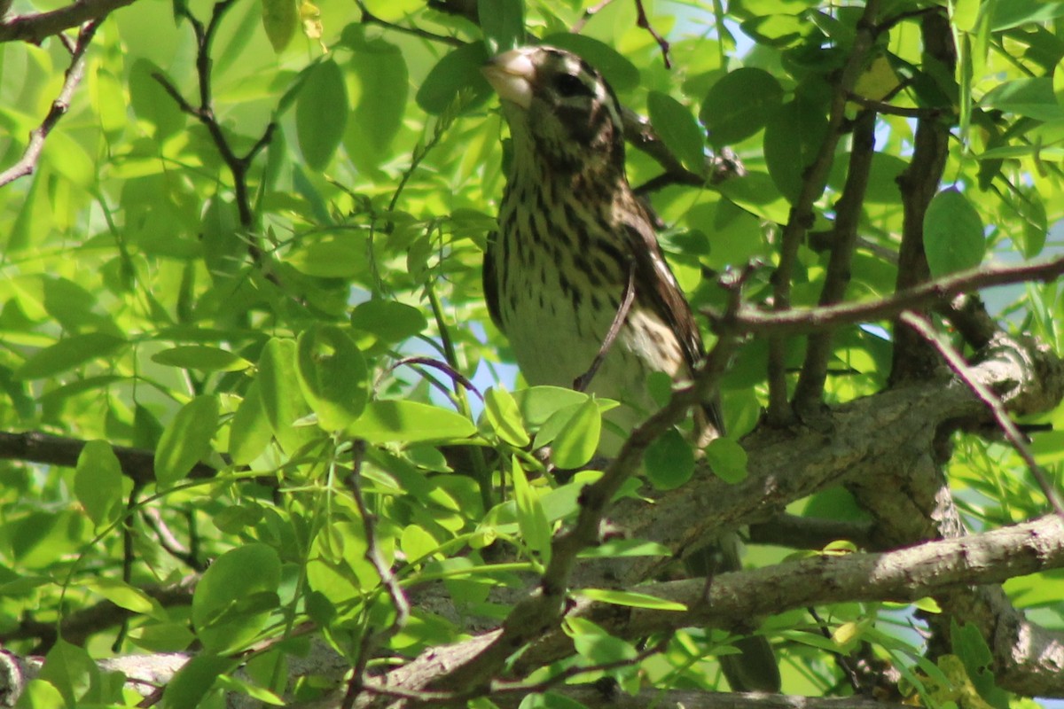 Rose-breasted Grosbeak - ML53527321