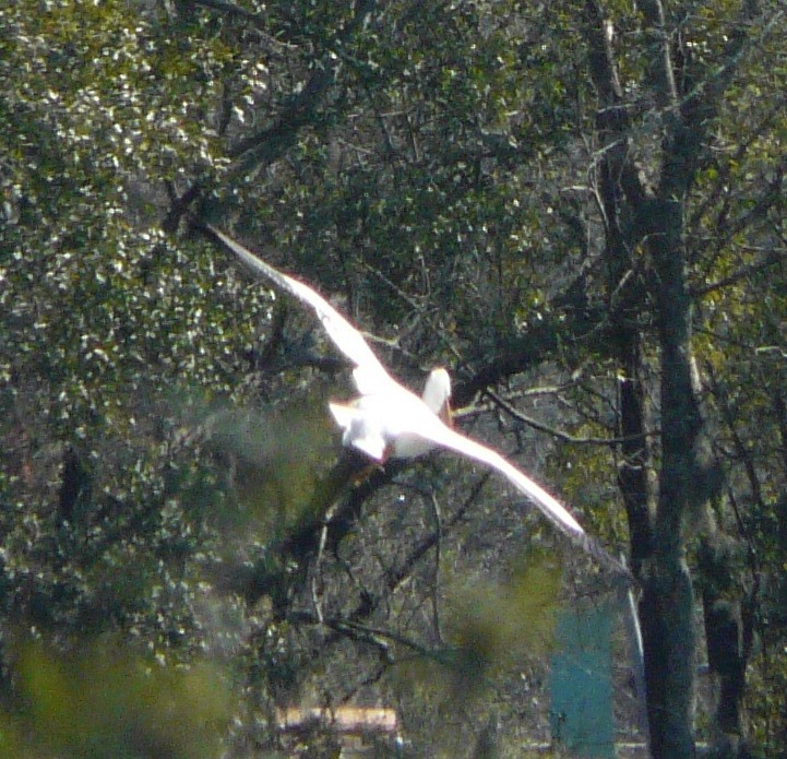 American White Pelican - ML535273831