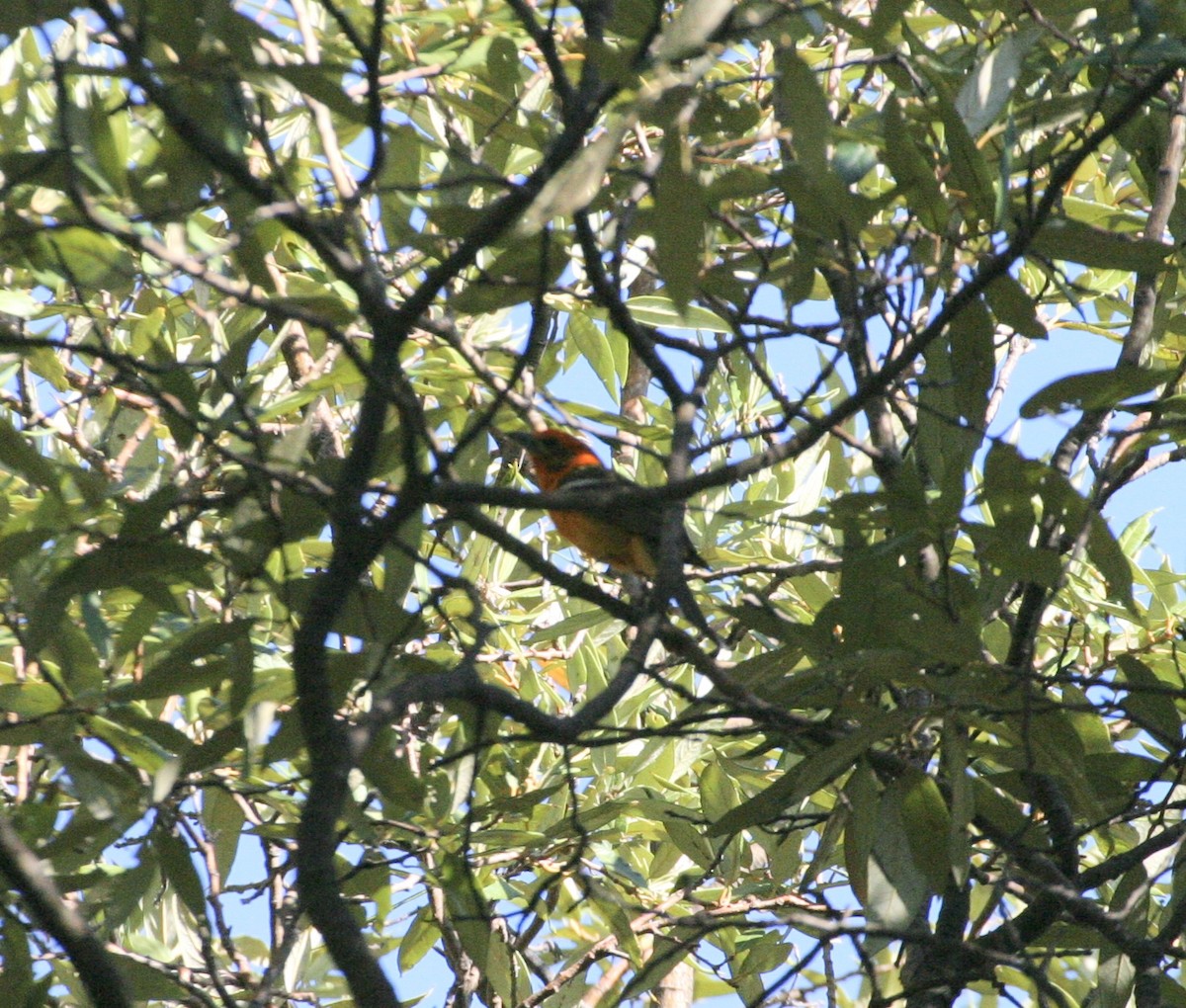 Flame-colored Tanager - ML535273861