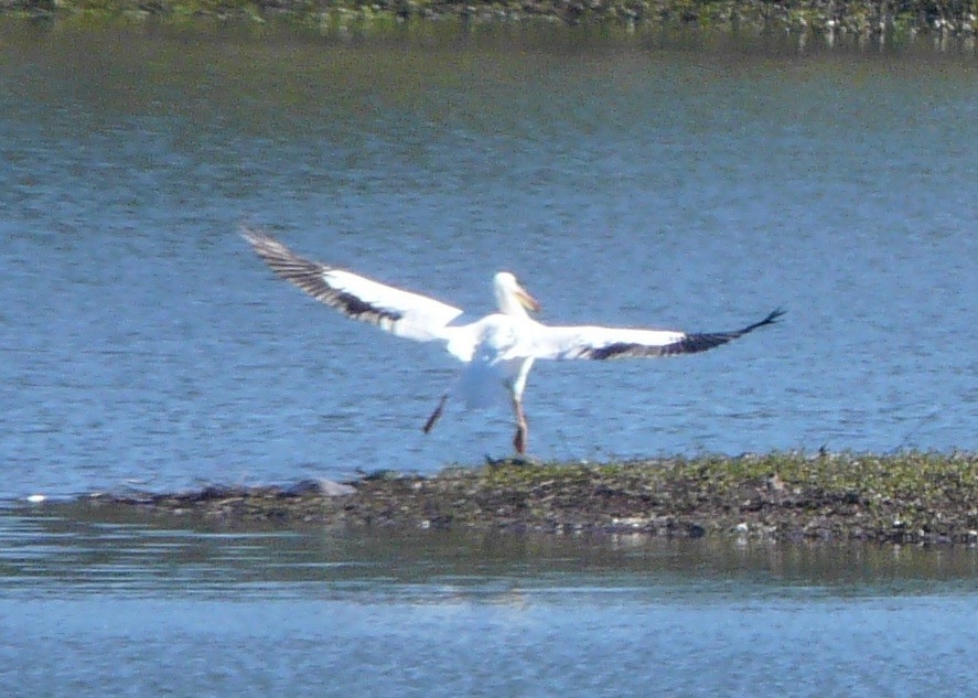 American White Pelican - ML535273881