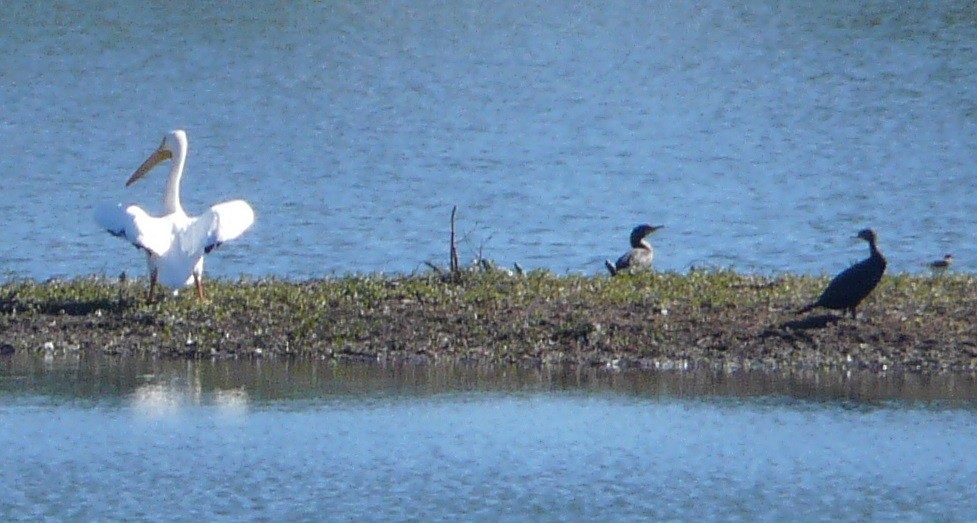 American White Pelican - ML535273951