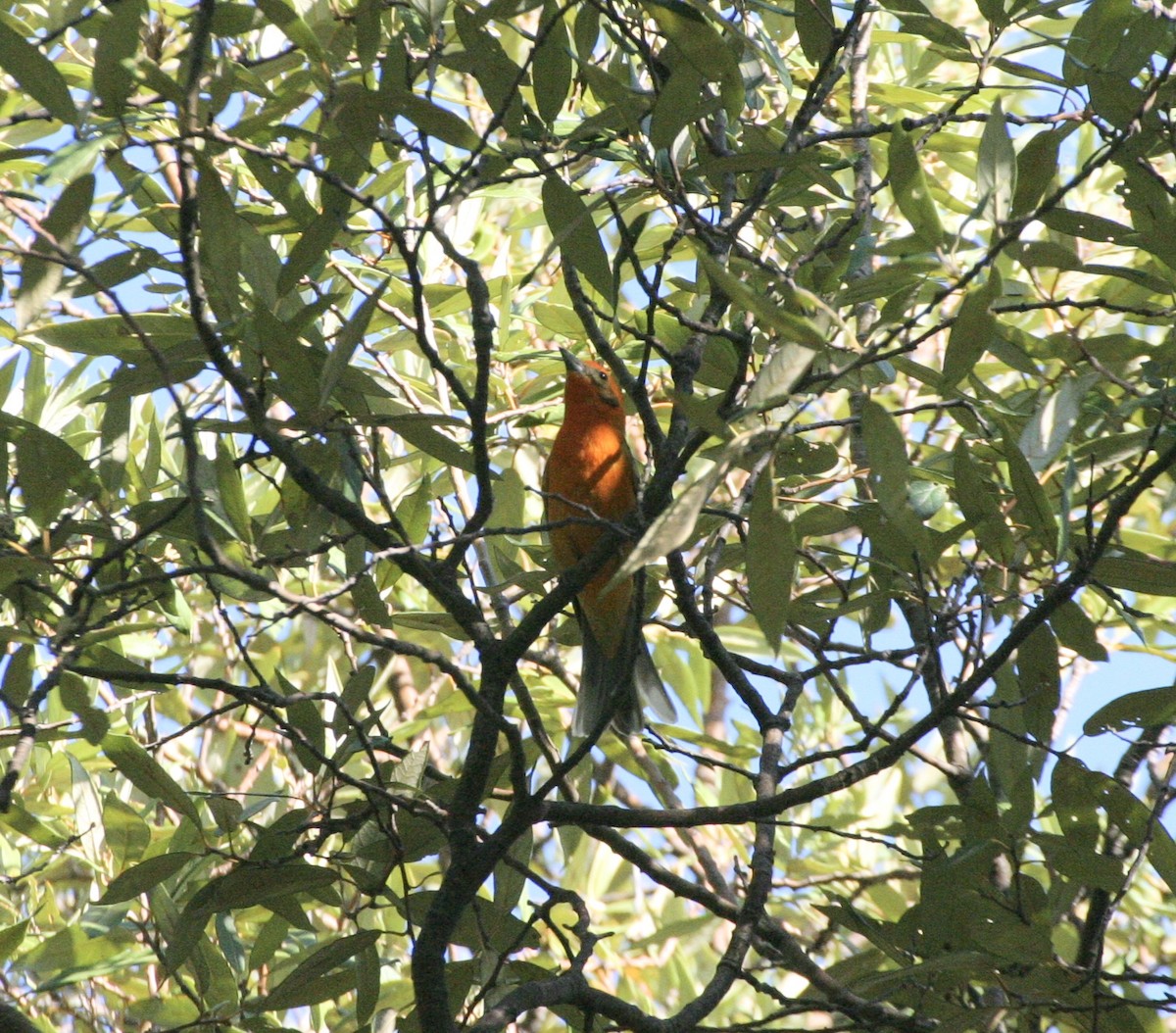 Flame-colored Tanager - ML535274101