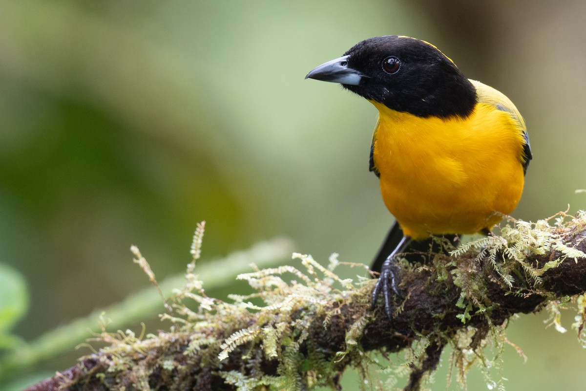 Black-chinned Mountain Tanager - ML535274581