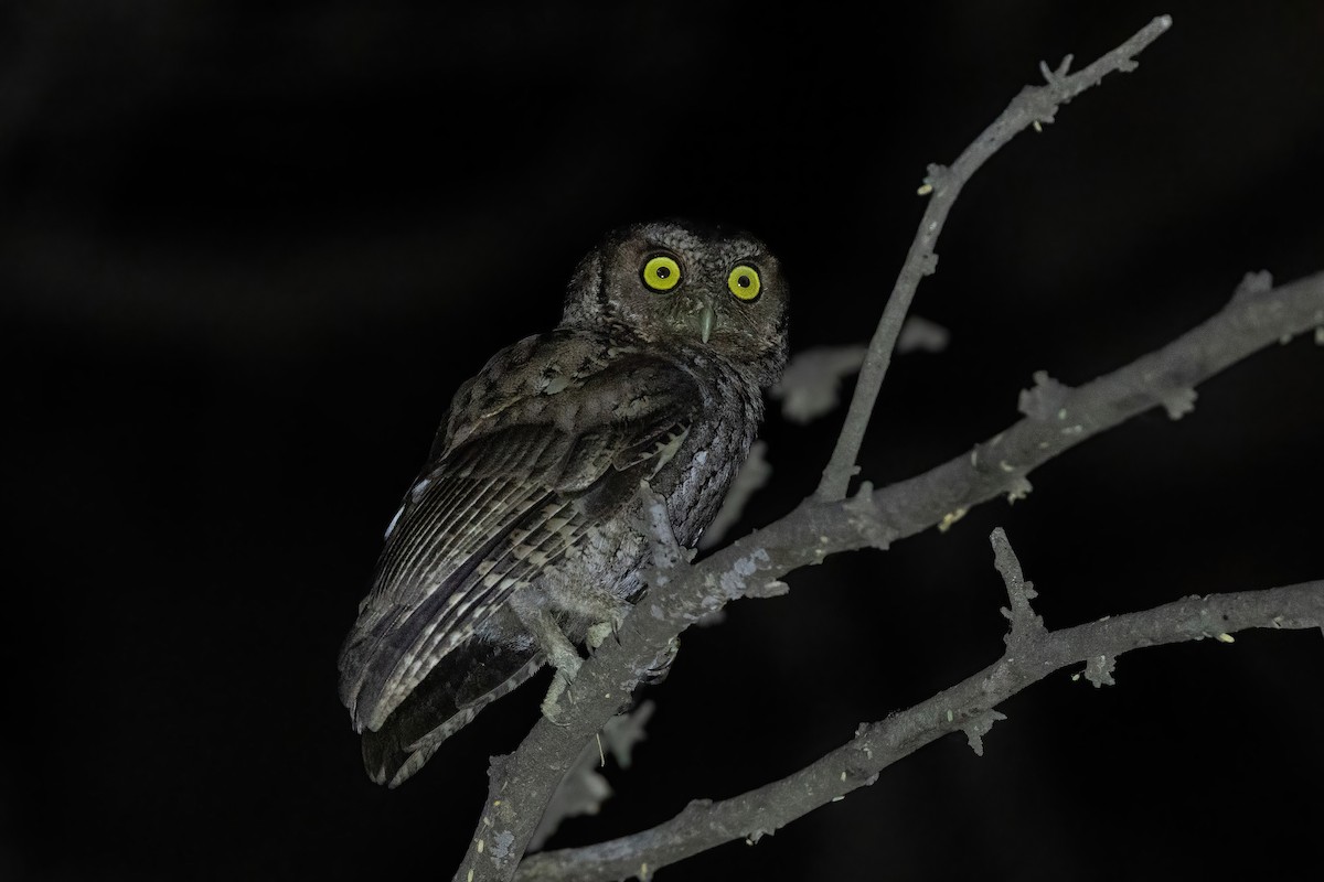 Peruvian Screech-Owl - ML535274731