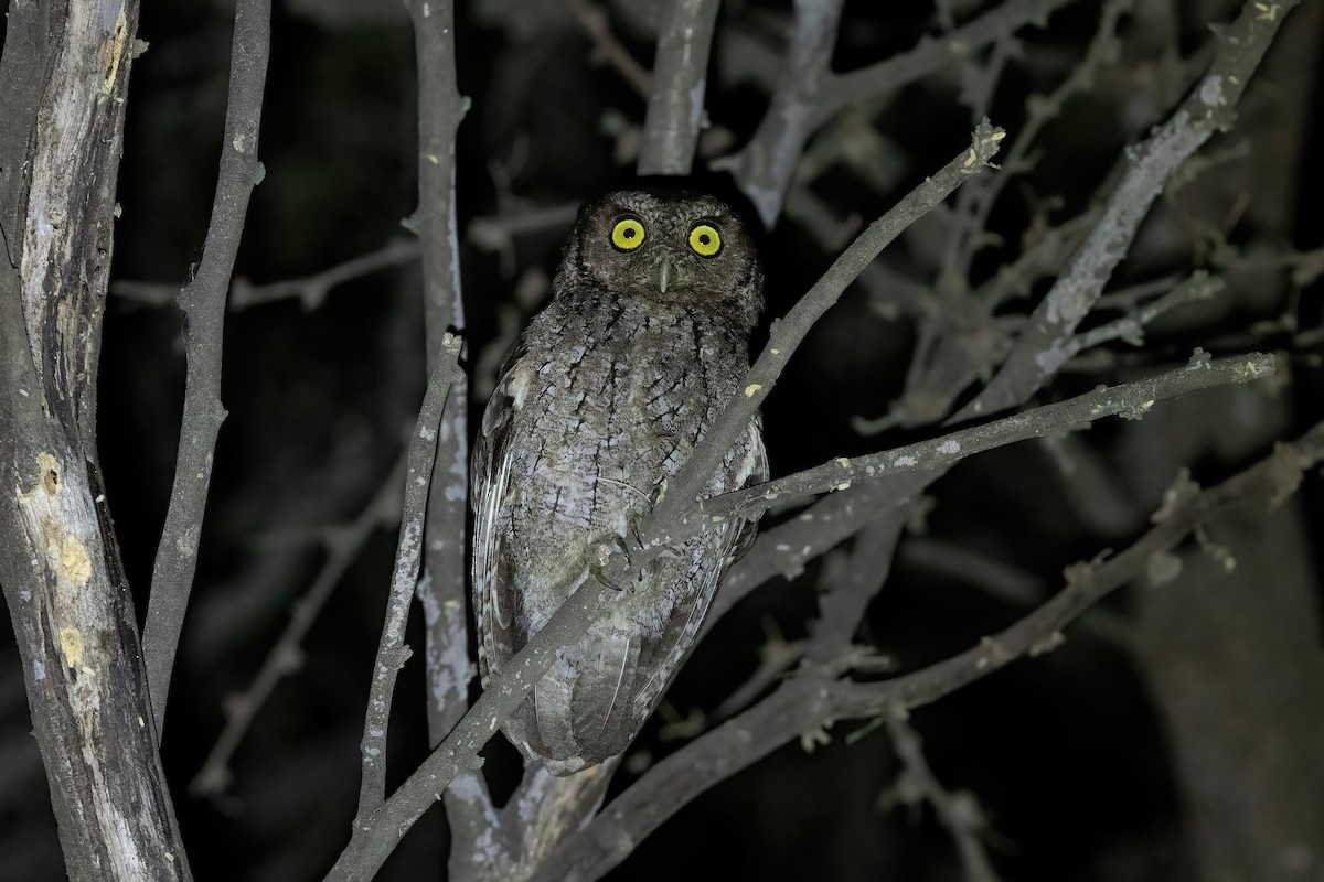 Peruvian Screech-Owl - ML535274781