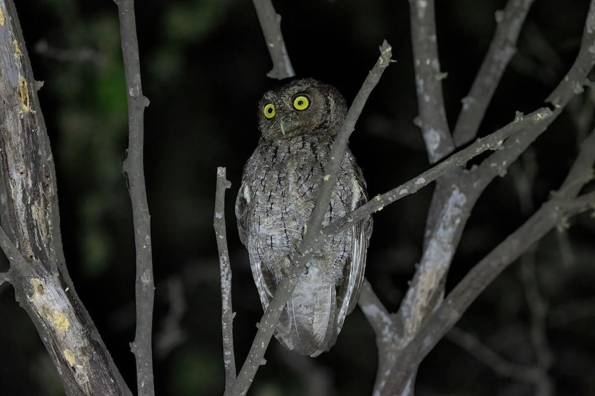 Peruvian Screech-Owl - ML535274791