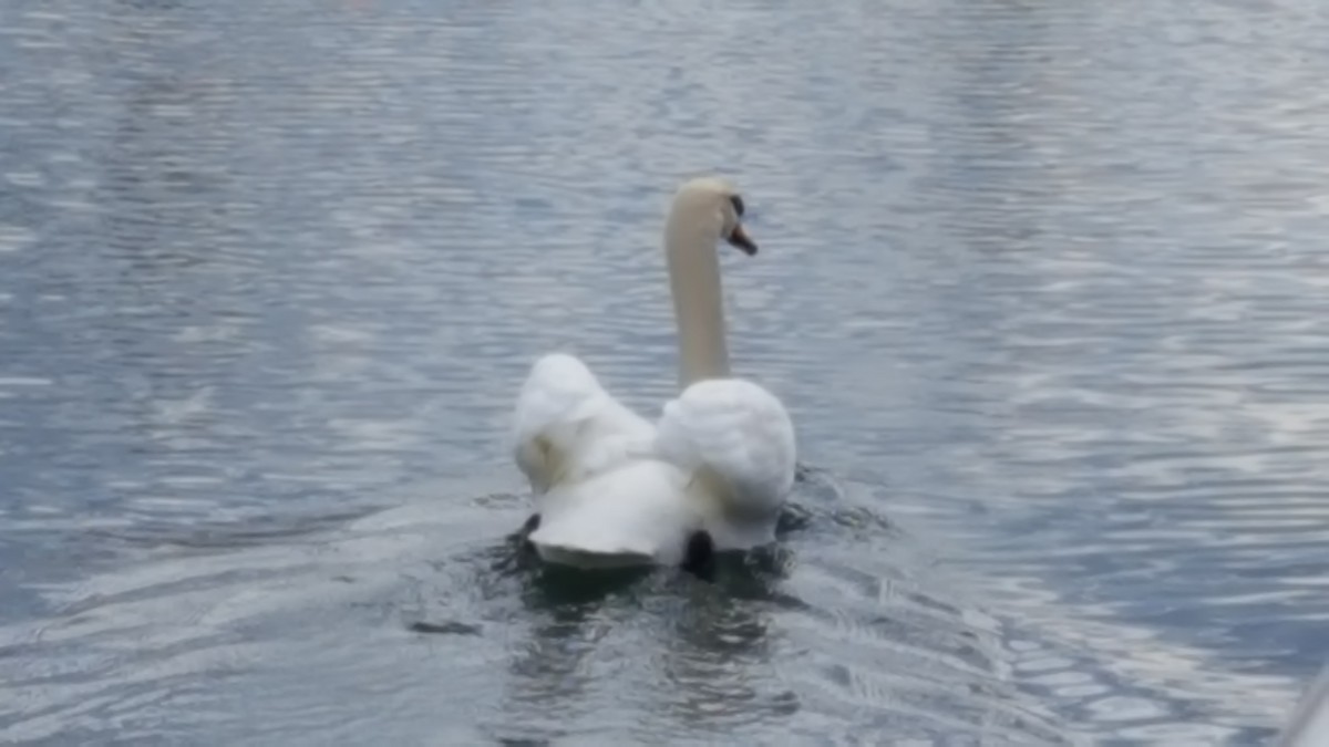 Cygne tuberculé - ML53527521