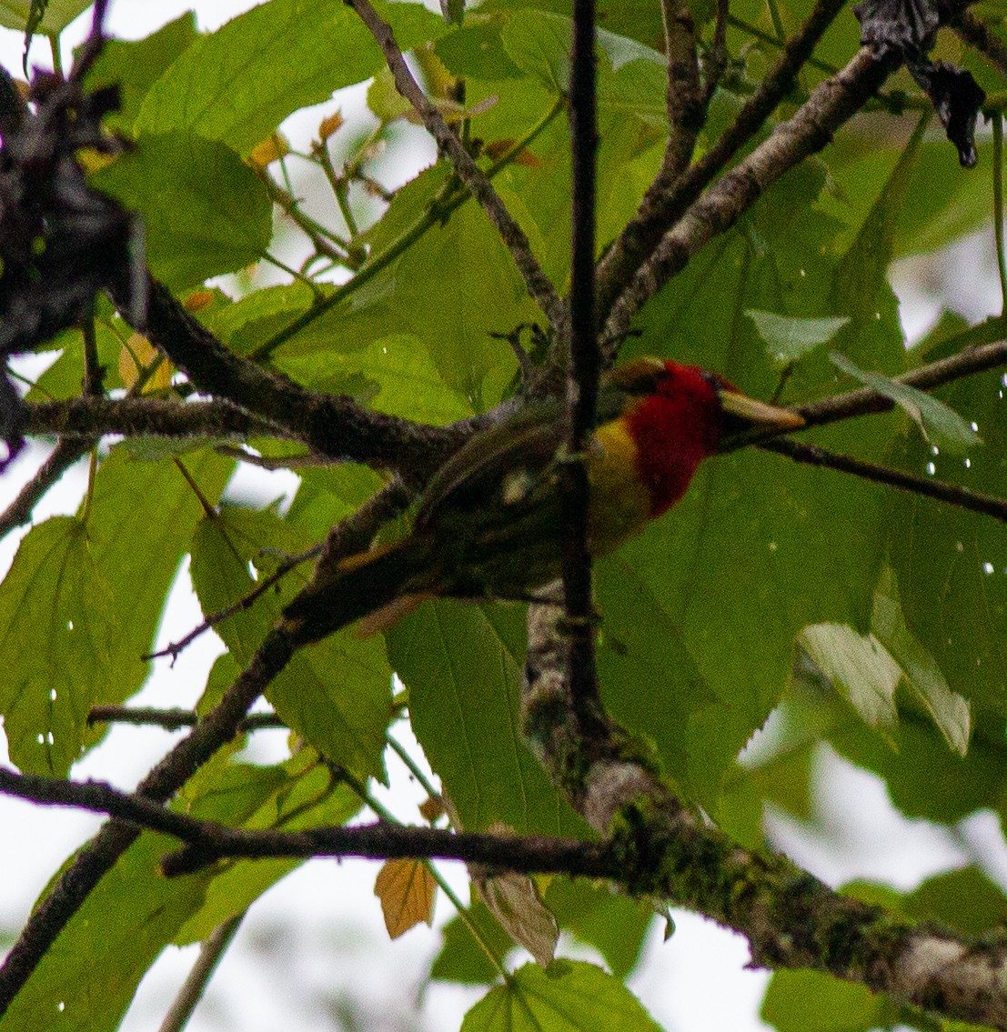 Red-headed Barbet - ML535275521