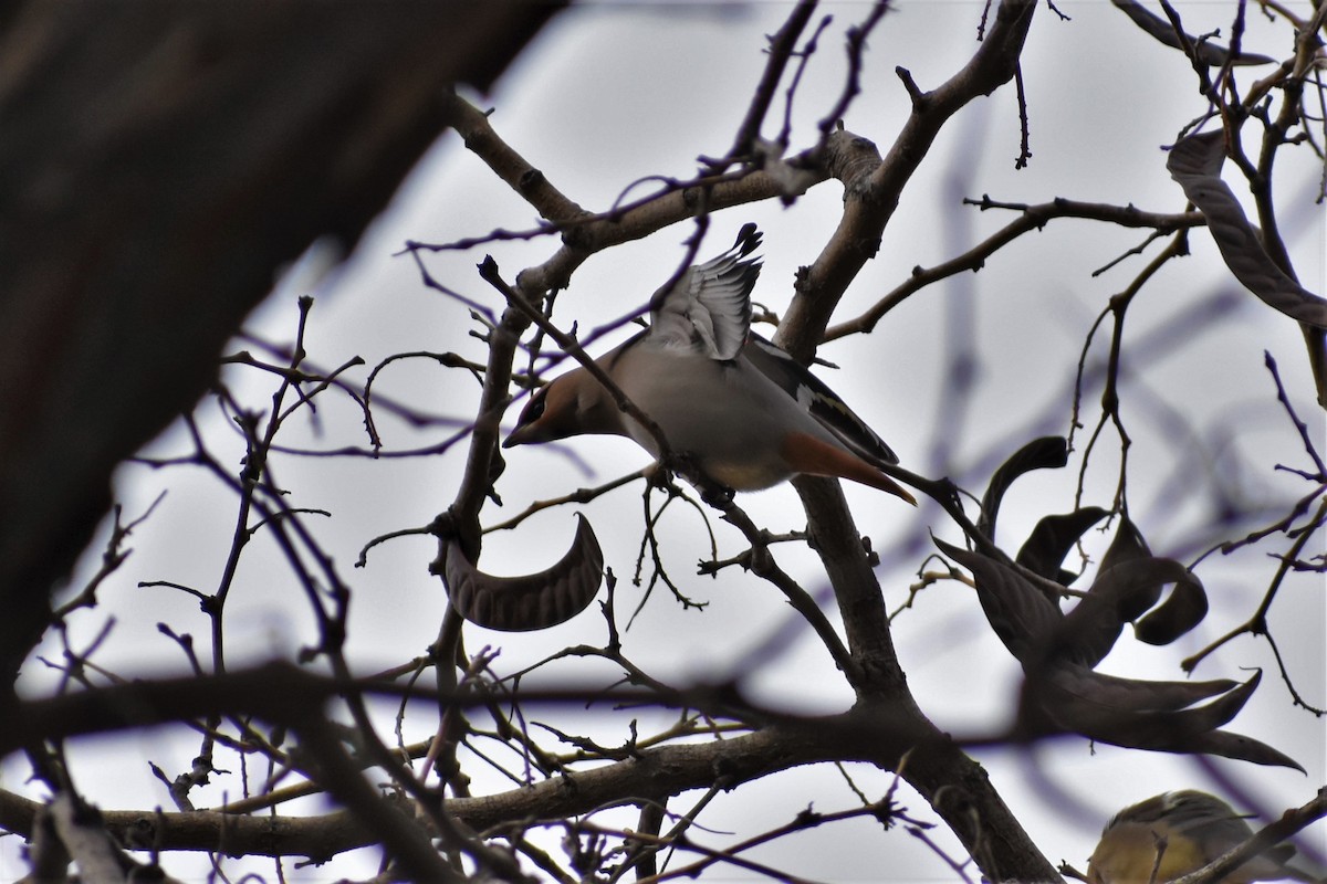 Bohemian Waxwing - ML535276481