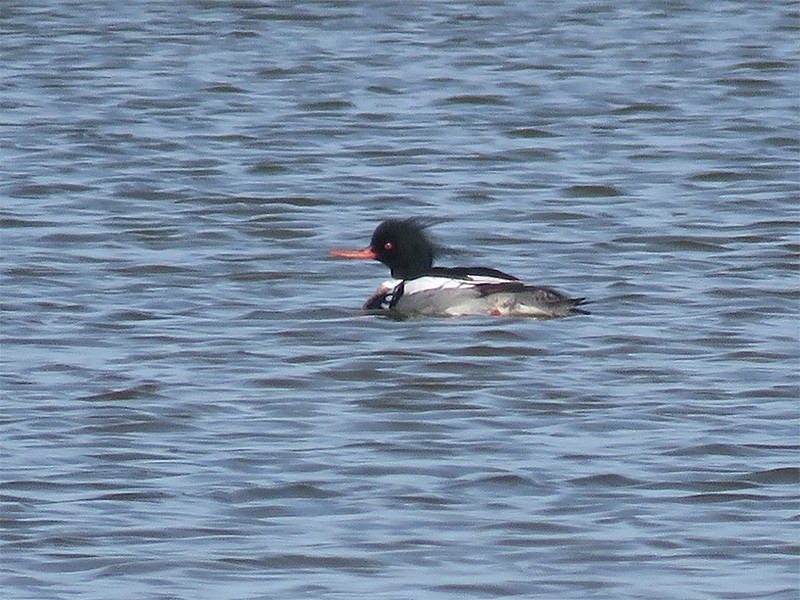 Red-breasted Merganser - ML53527691