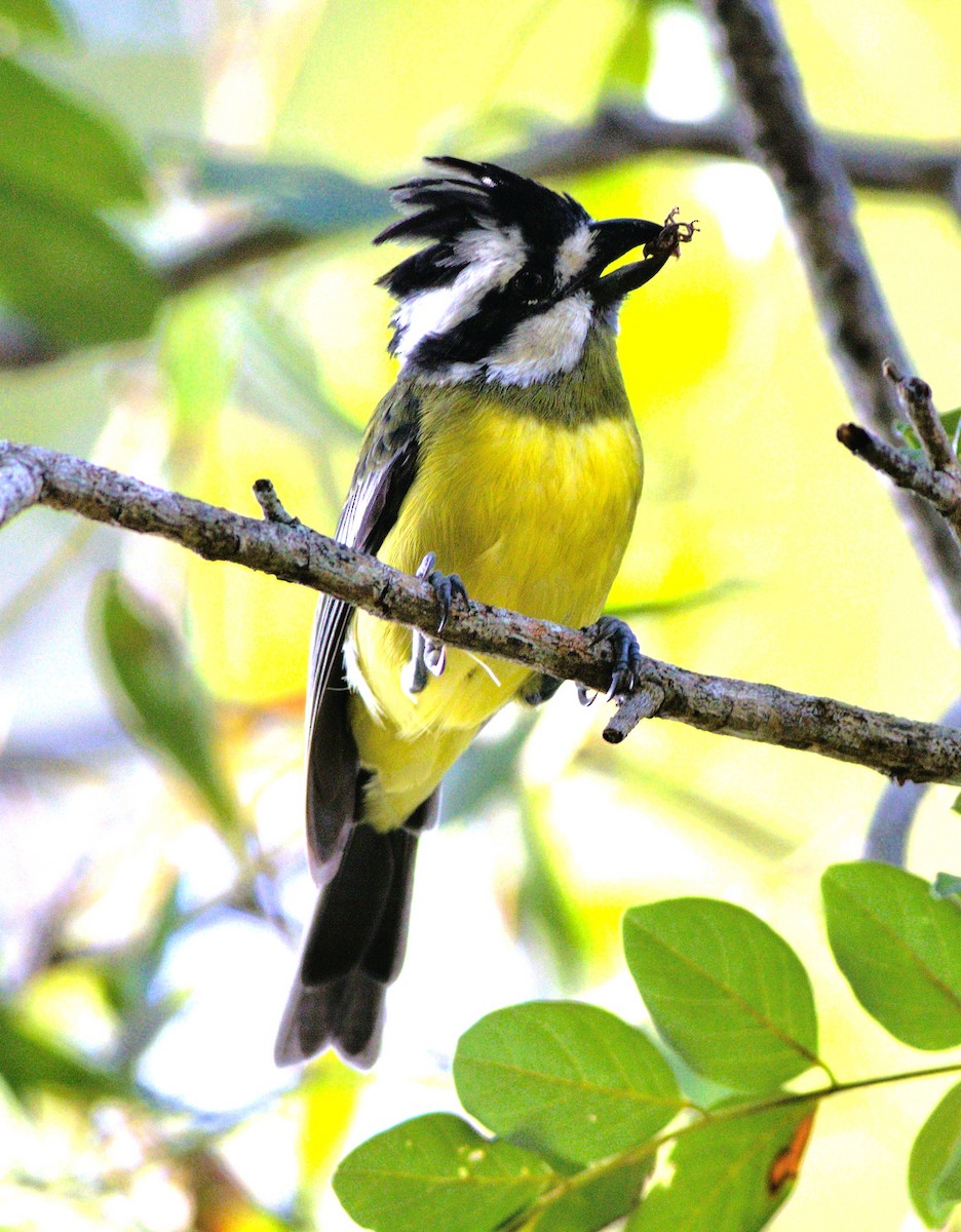 Eastern Shrike-tit - ML535278181