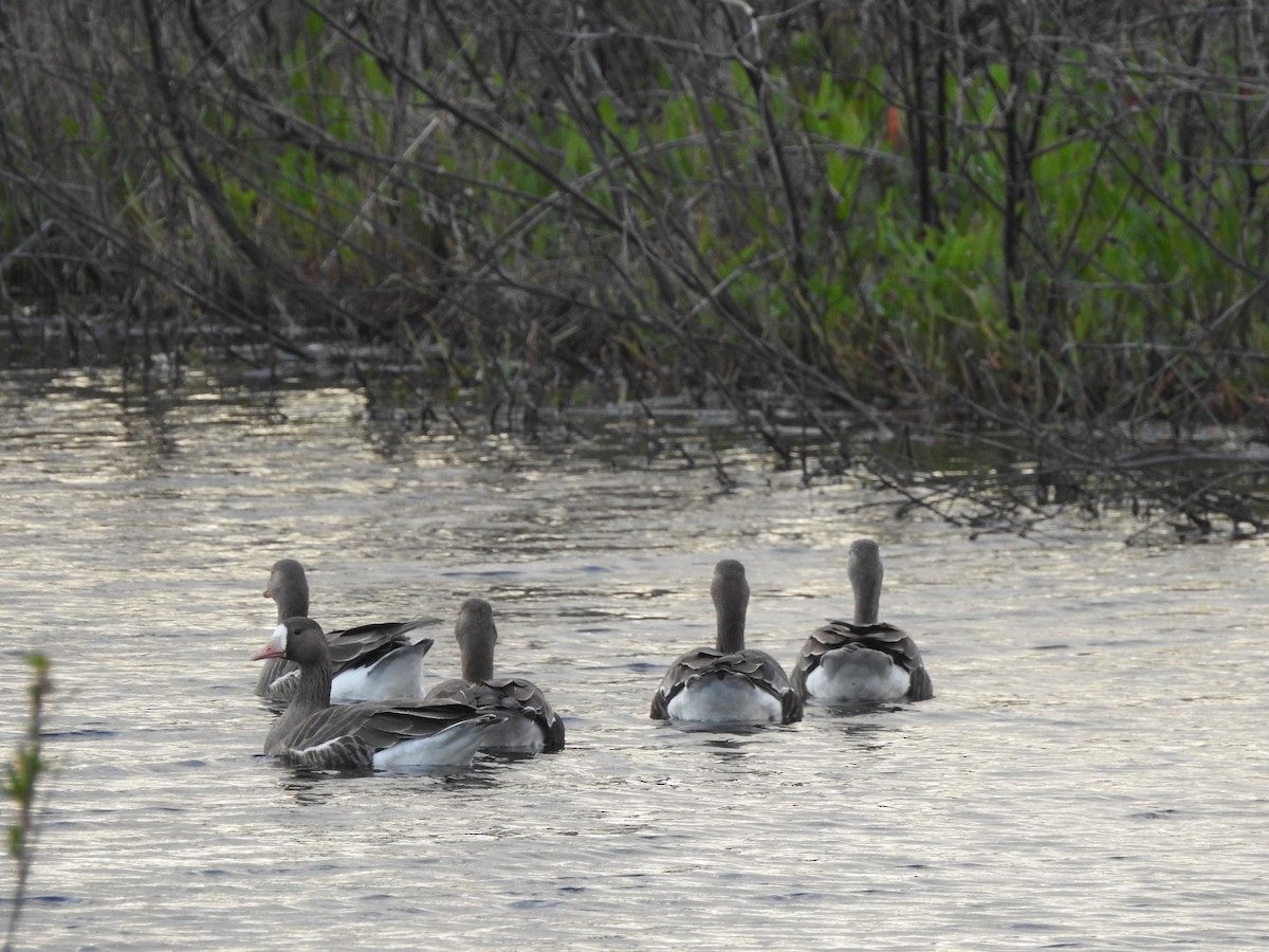 Greater White-fronted Goose - Jonathan Nakai