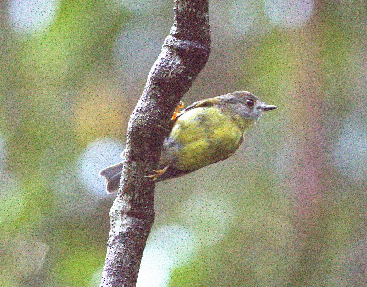 Pale-yellow Robin - ML535278261