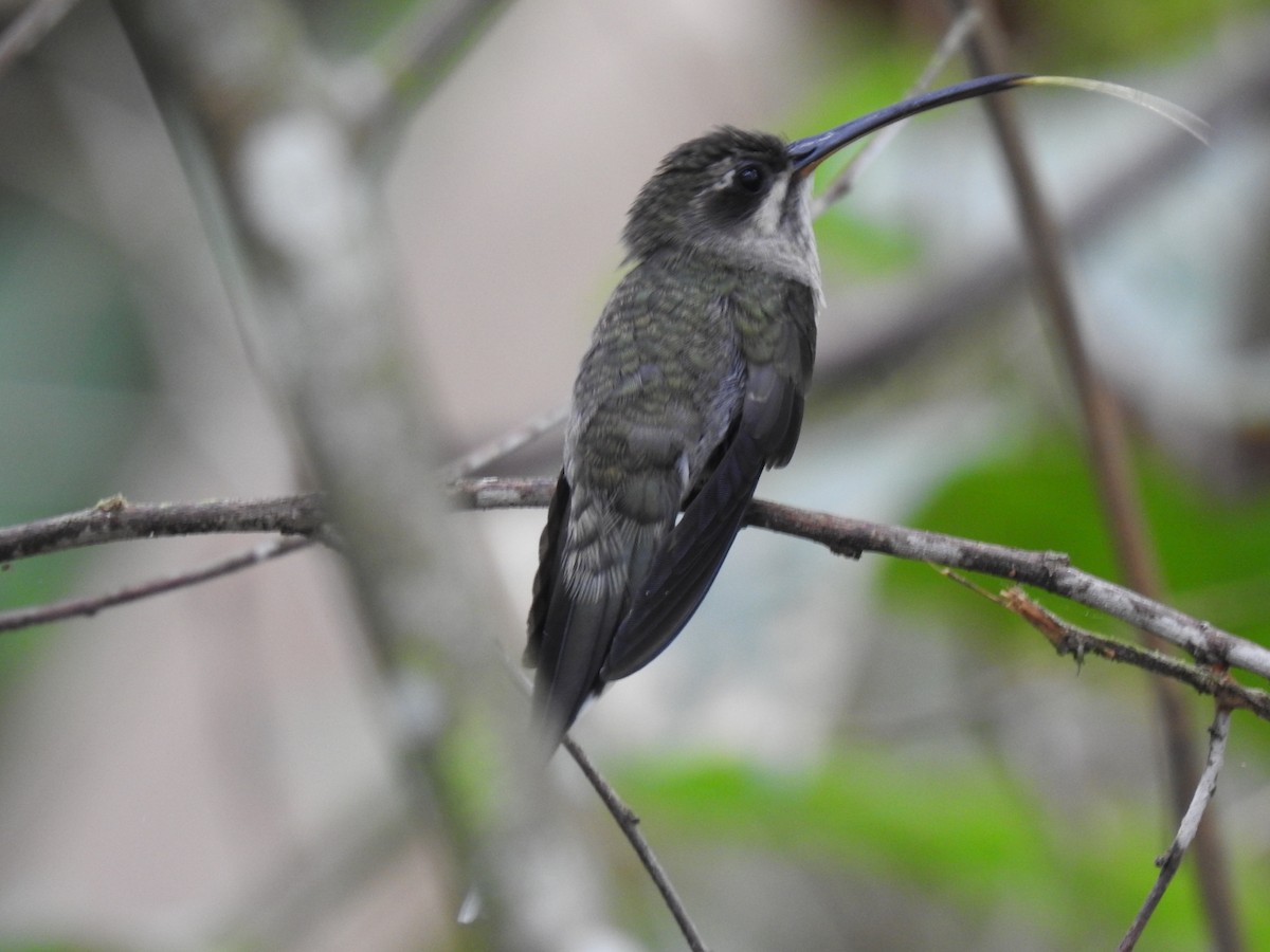 White-bearded Hermit - ML535278291