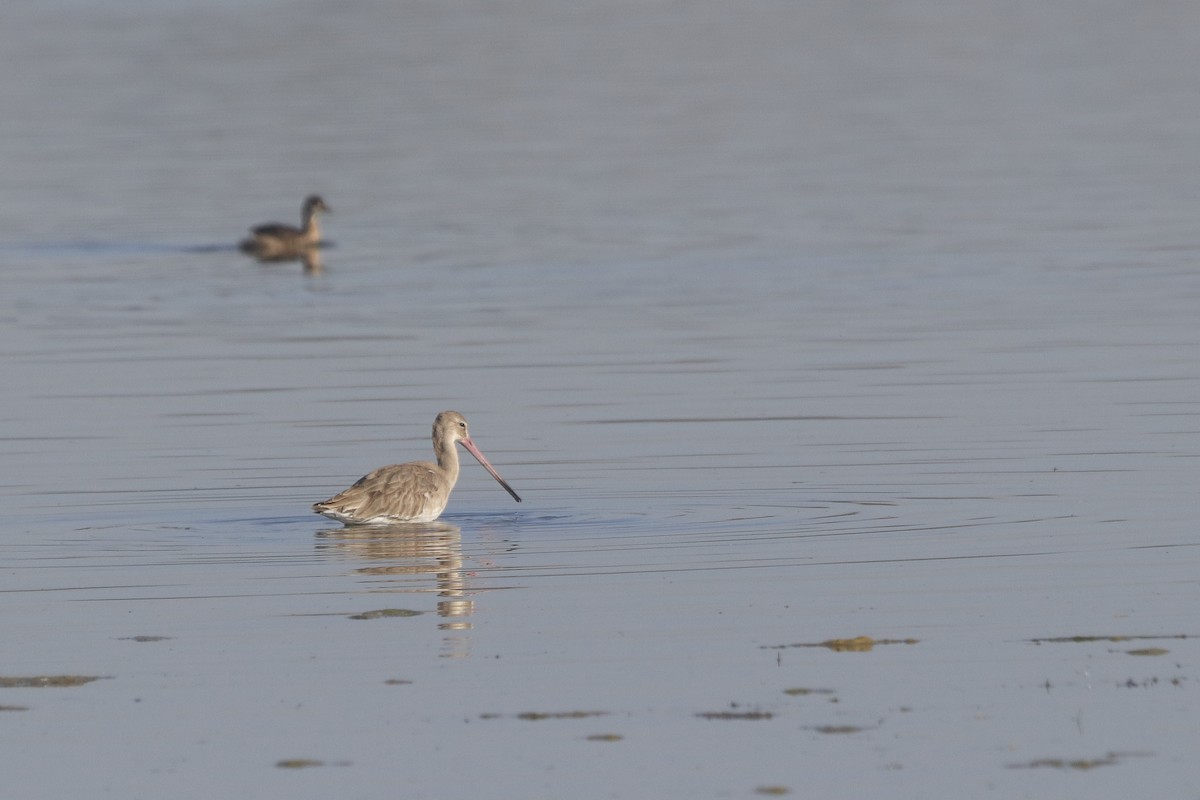 Black-tailed Godwit - Gopi Sundar