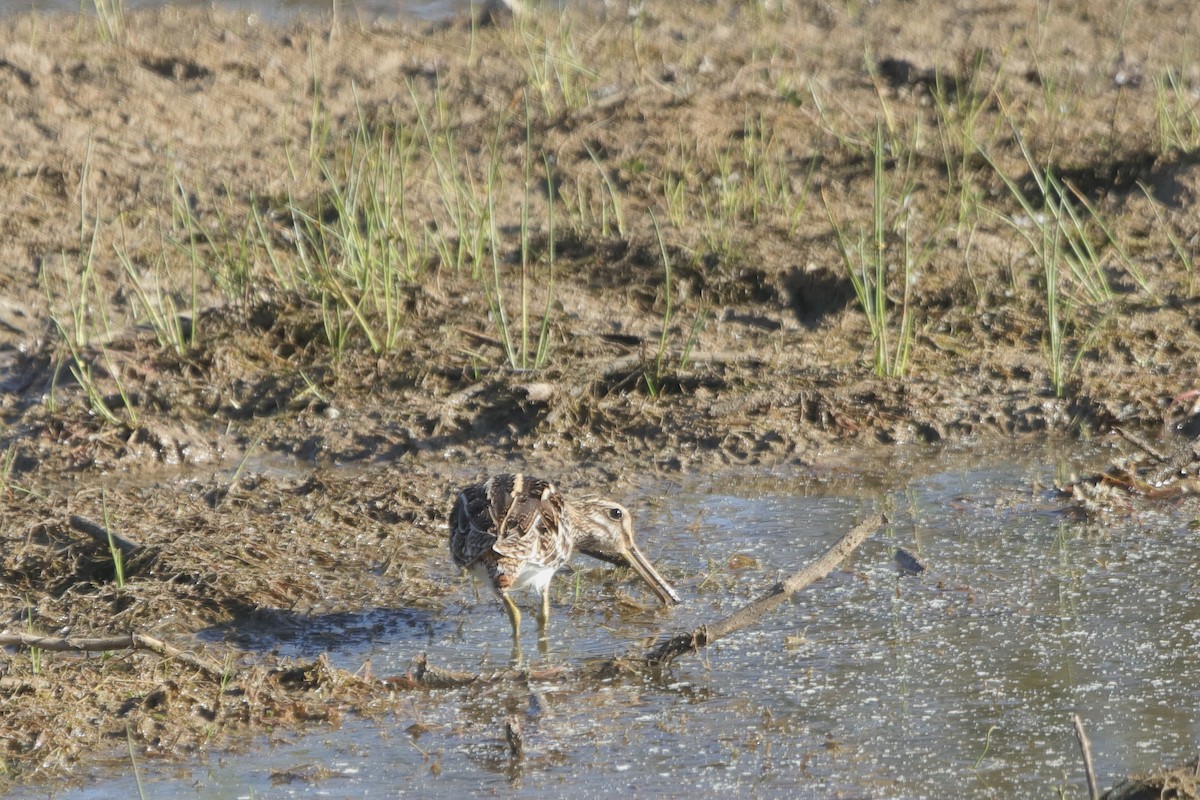 Common Snipe - Gopi Sundar