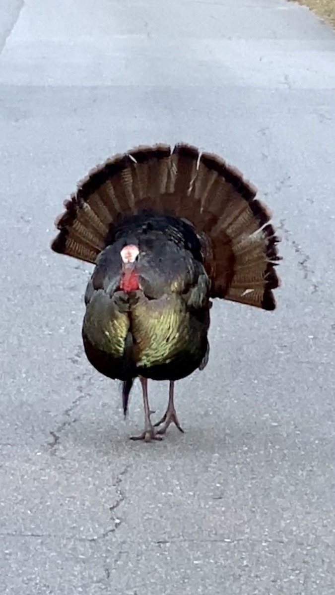 Wild Turkey - Soule Mary