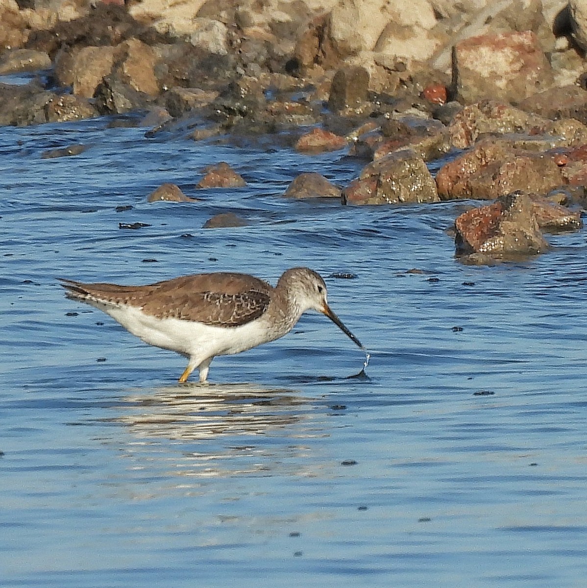 Lesser Yellowlegs - ML535280911