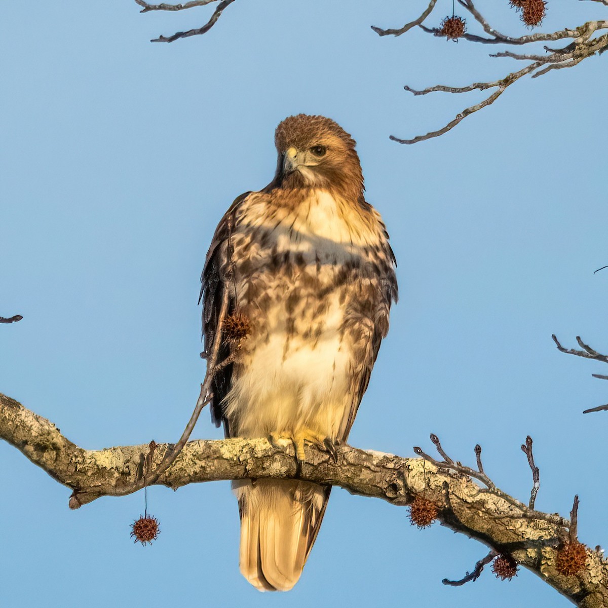 Red-tailed Hawk - ML535281291