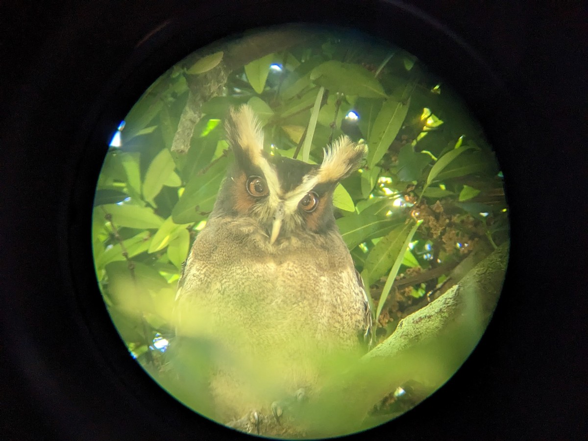 Crested Owl - ML535281391