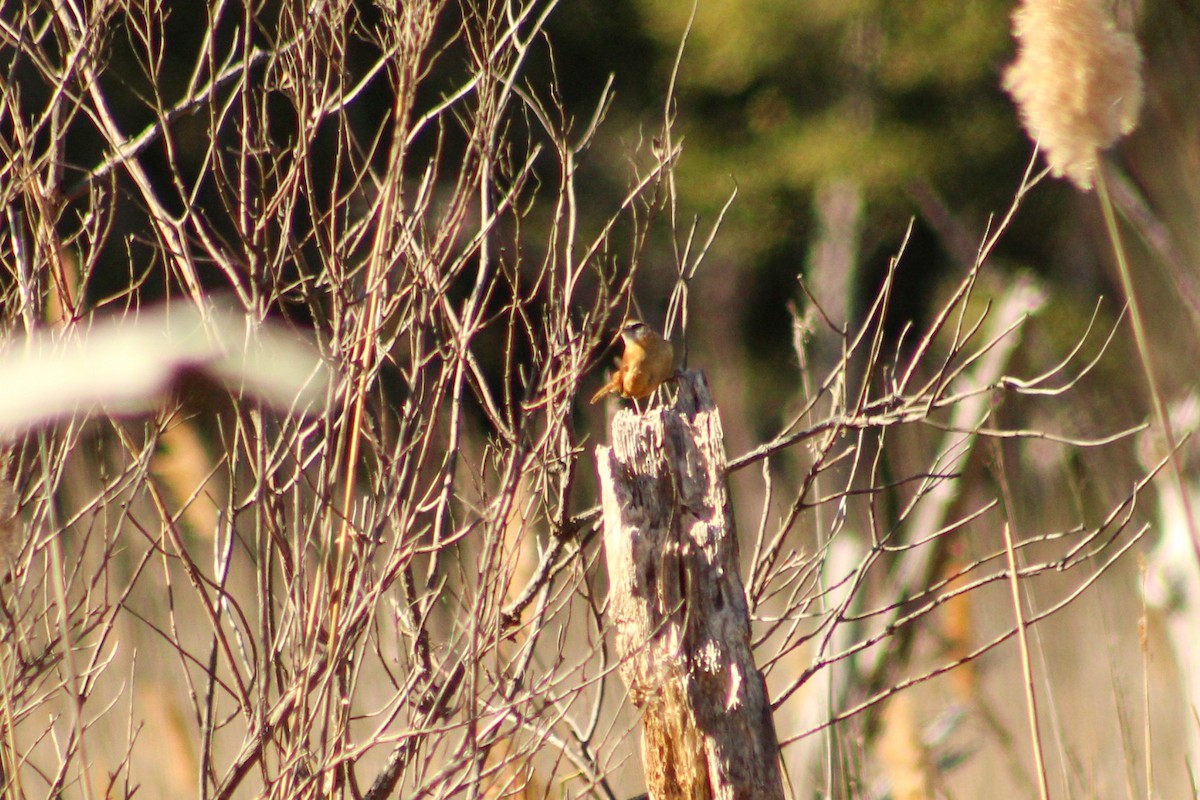 Carolina Wren - ML535282021