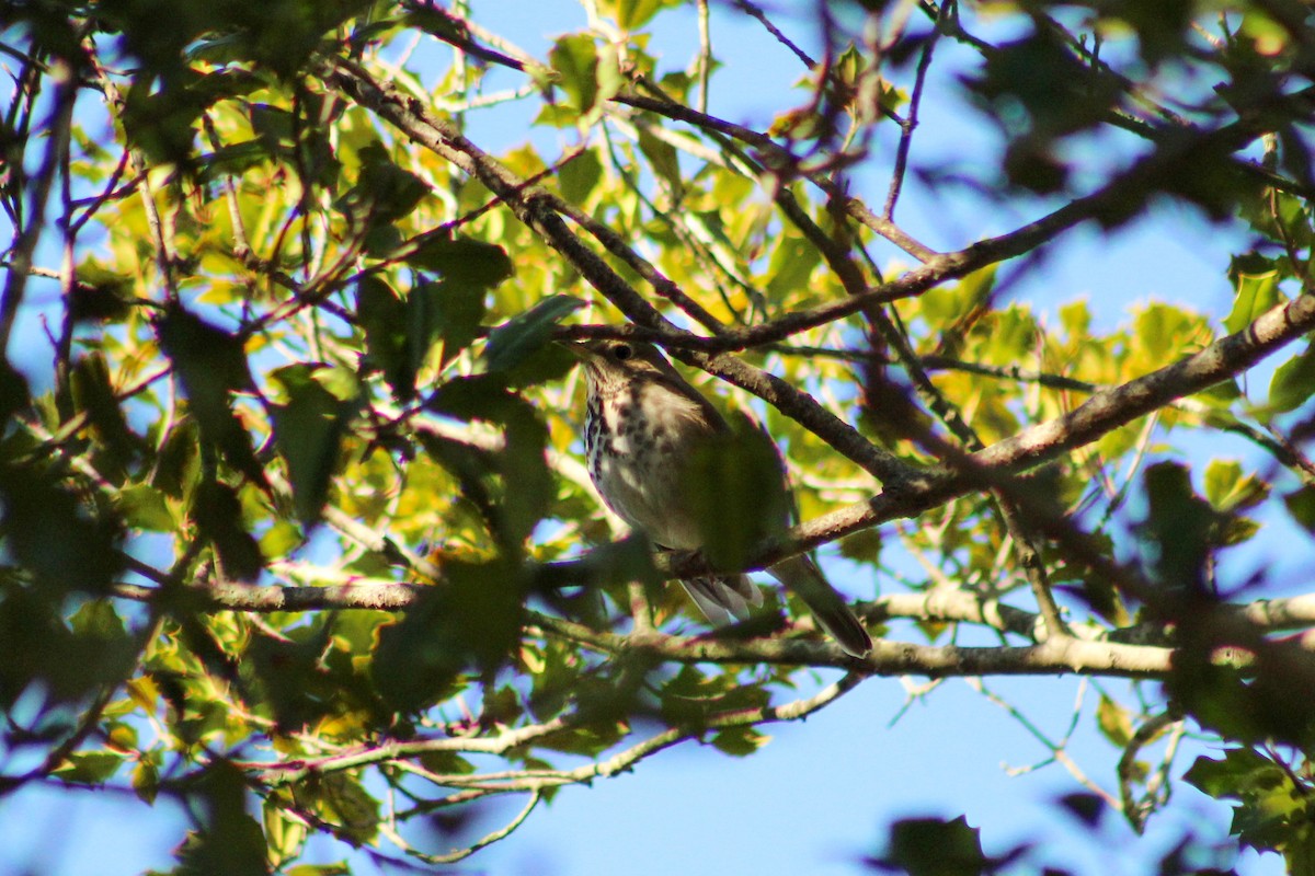 Hermit Thrush - ML535282061