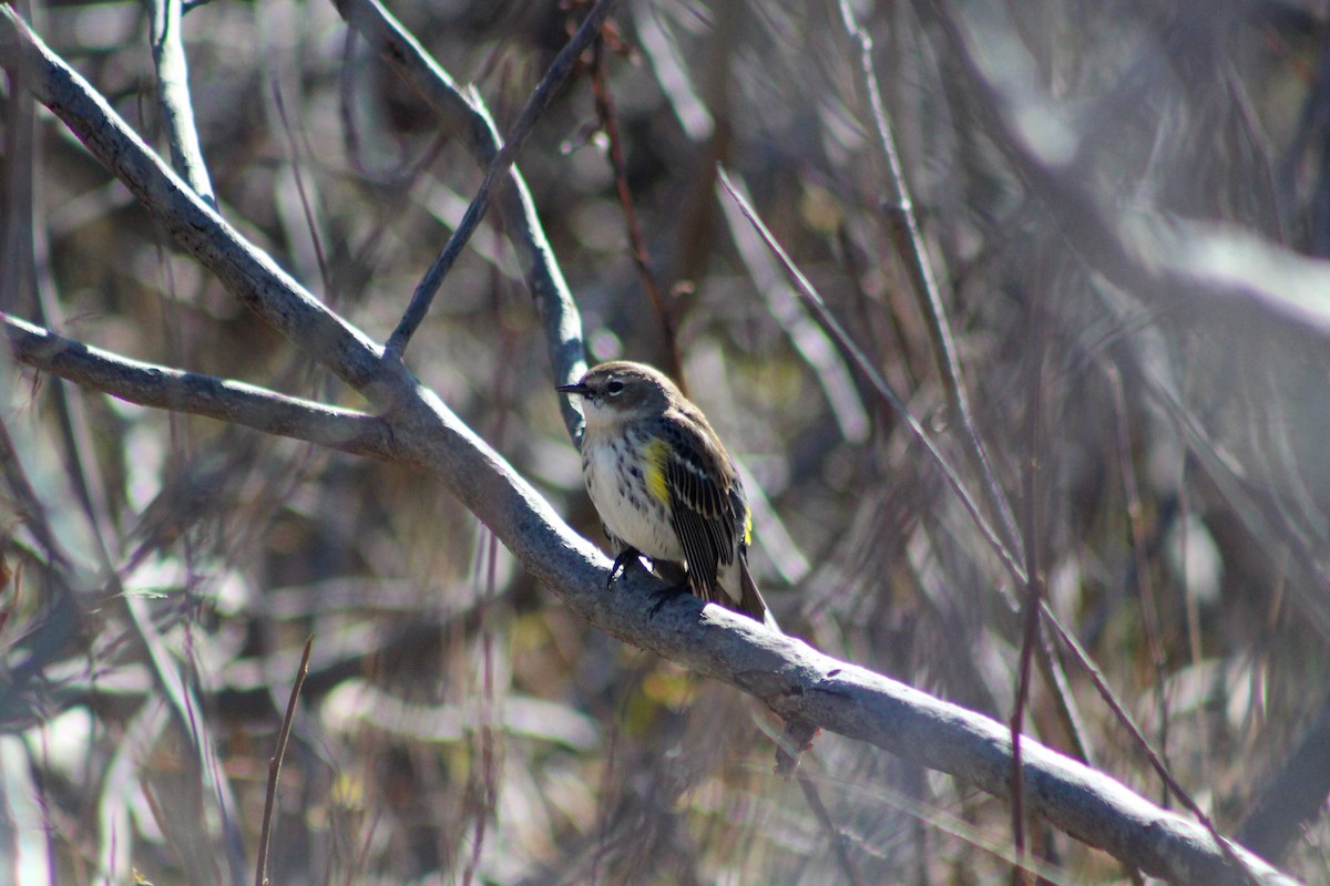 Yellow-rumped Warbler - ML535282071