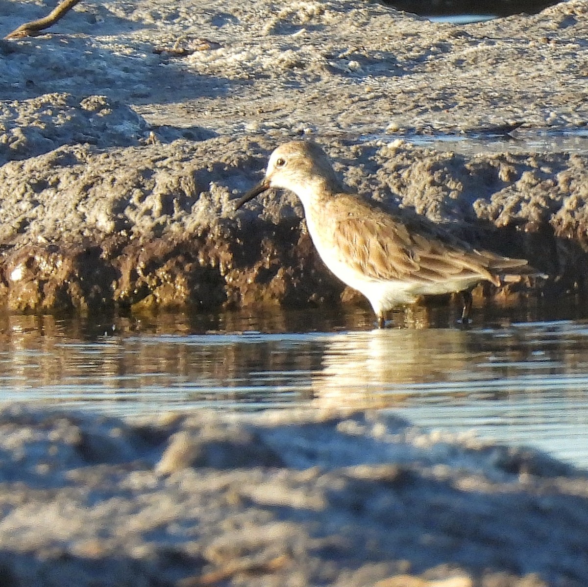 Weißbürzel-Strandläufer - ML535282081