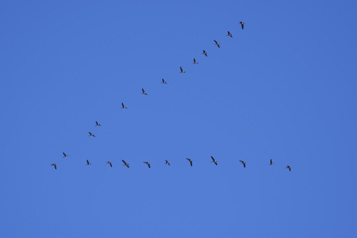 Canada Goose - ML53528271