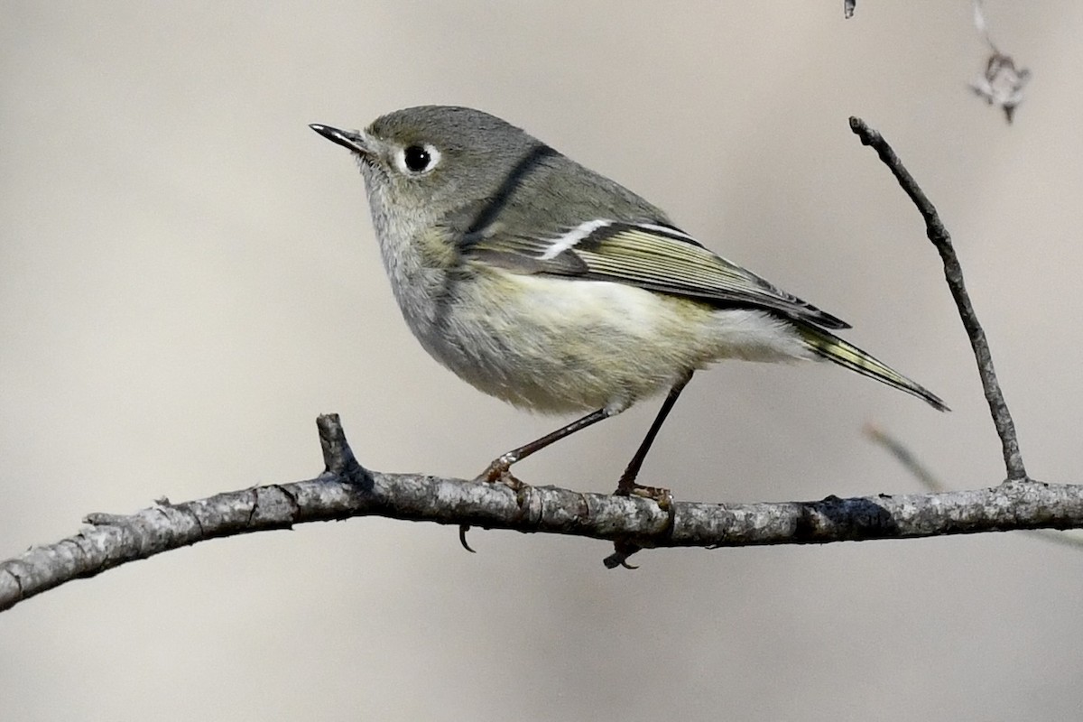 Ruby-crowned Kinglet - Stephen Broker