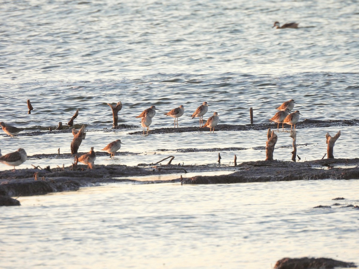 Lesser Yellowlegs - ML535283311