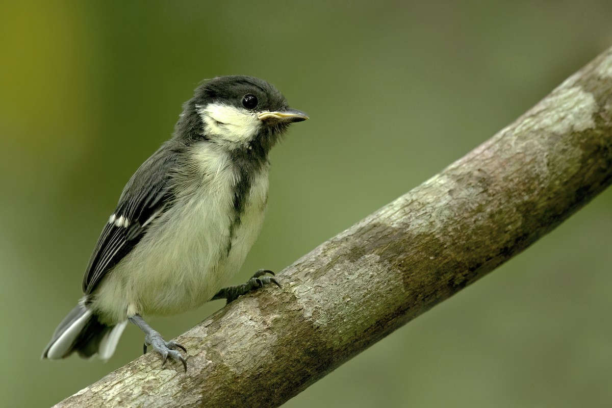 Japanese Tit - ML535283371