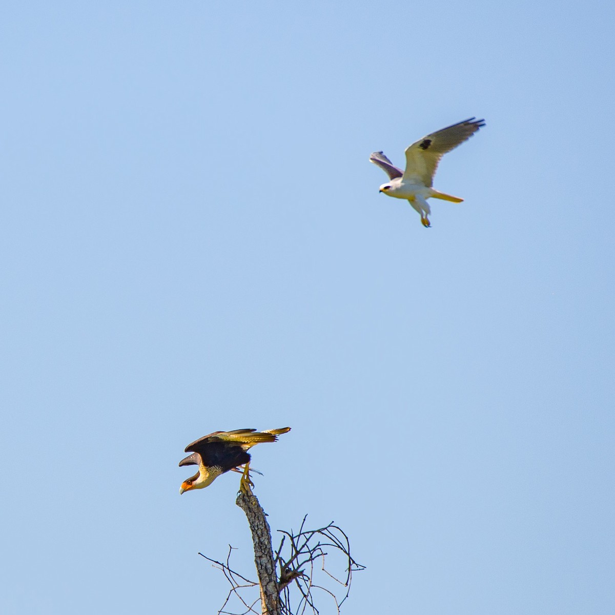 Crested Caracara - ML535284141