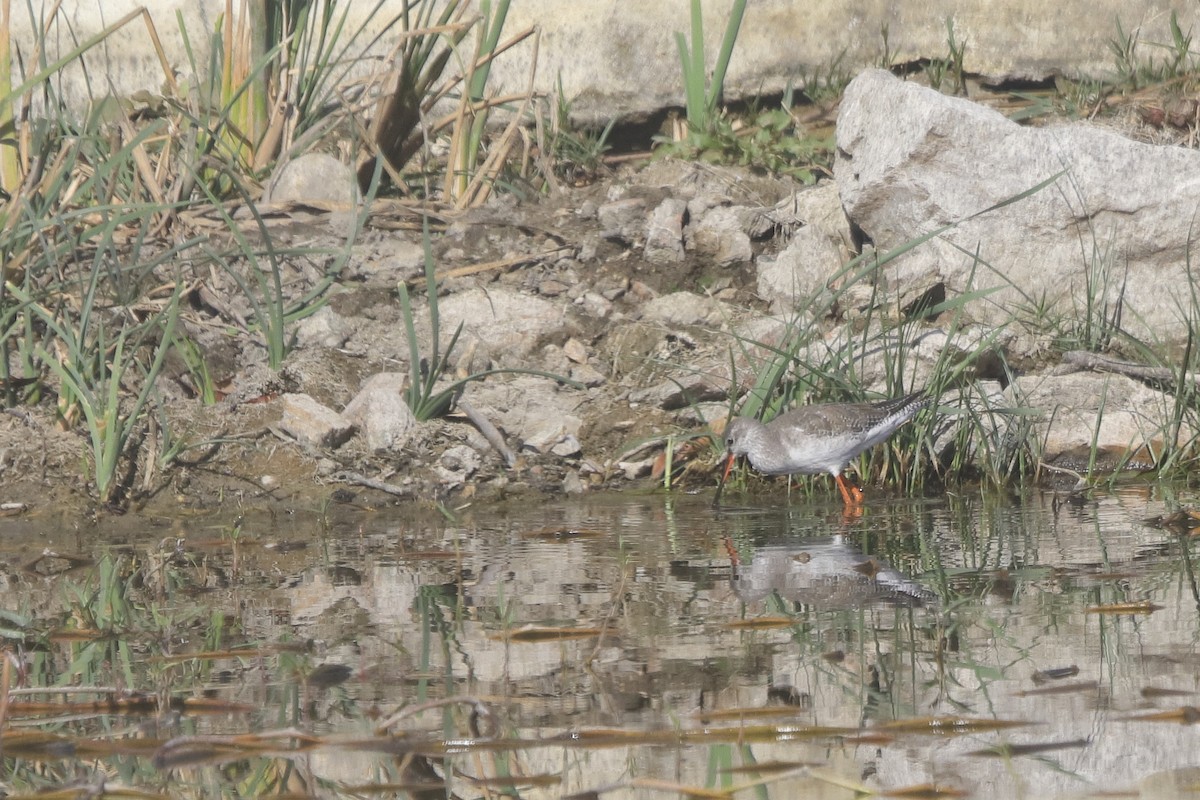 Spotted Redshank - ML535284291